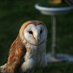 Memelihara burung hantu